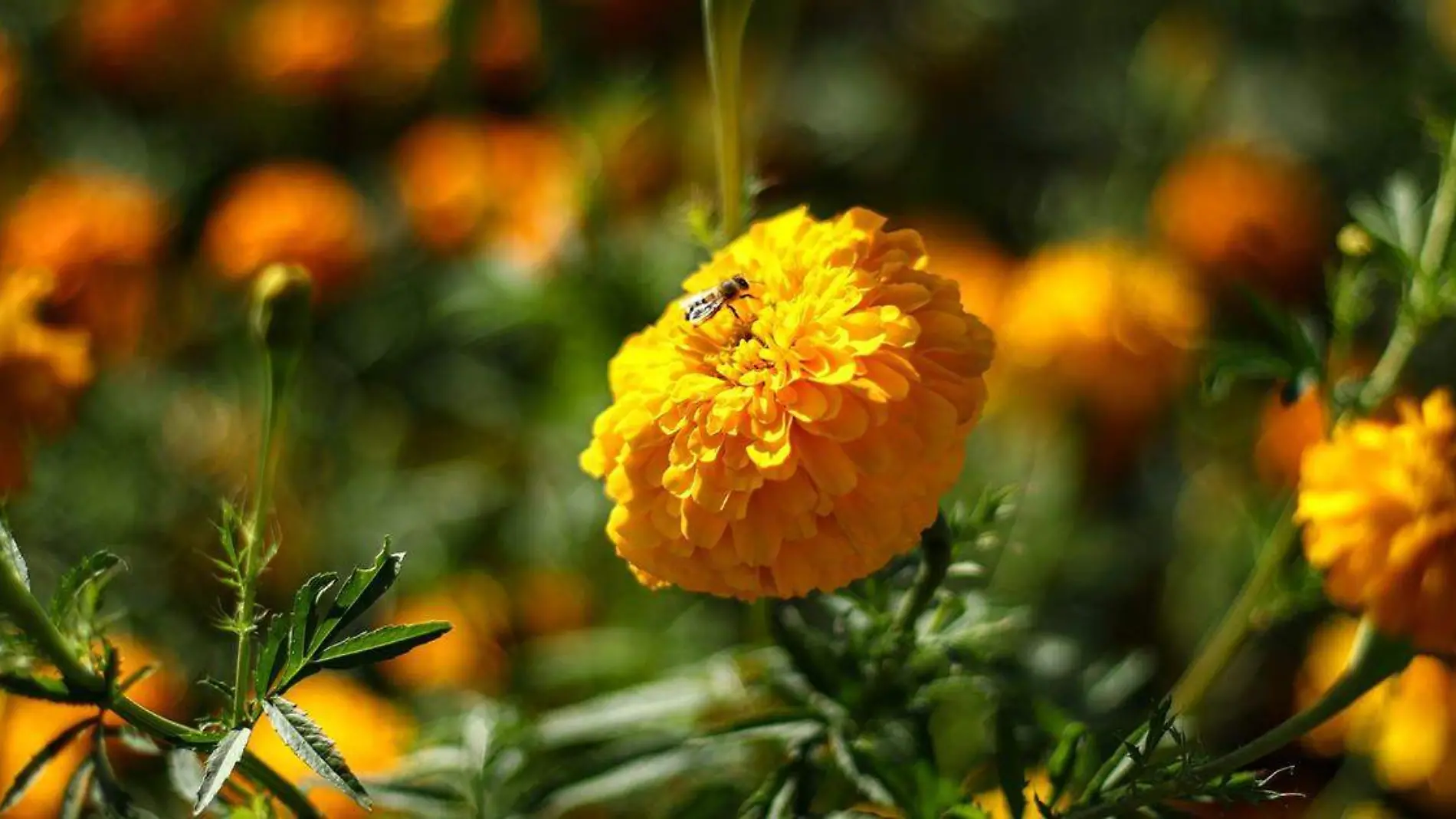 Sin duda uno de los elementos que da identidad al Día de Muertos es la flor de cempasúchil